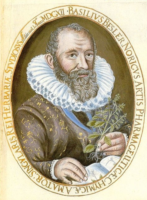 Besler basil