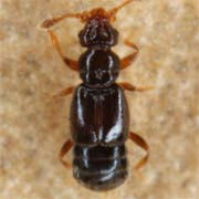 Bibloporus bicolor