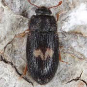 Biphyllus lunatus