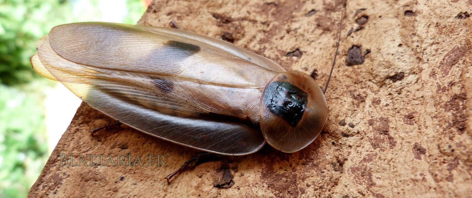 Blaberus giganteus