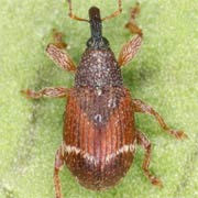 Bladybatus fallax