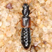 Bledius dissimilis