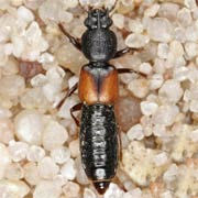 Bledius tricornis