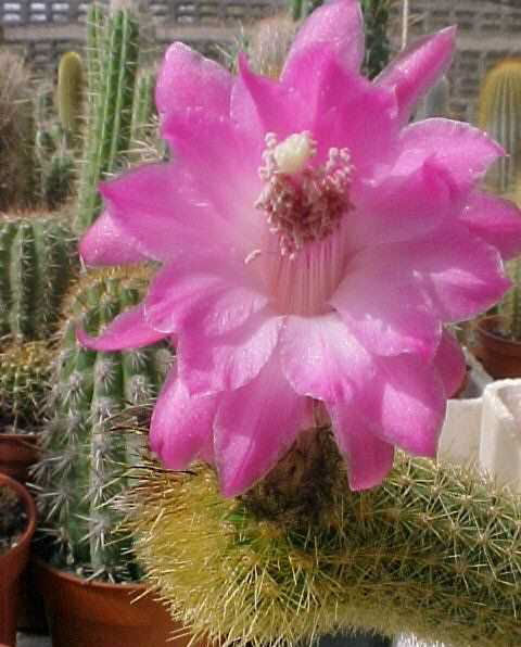 Borzicactus (Akersia) roseiflorus (1)