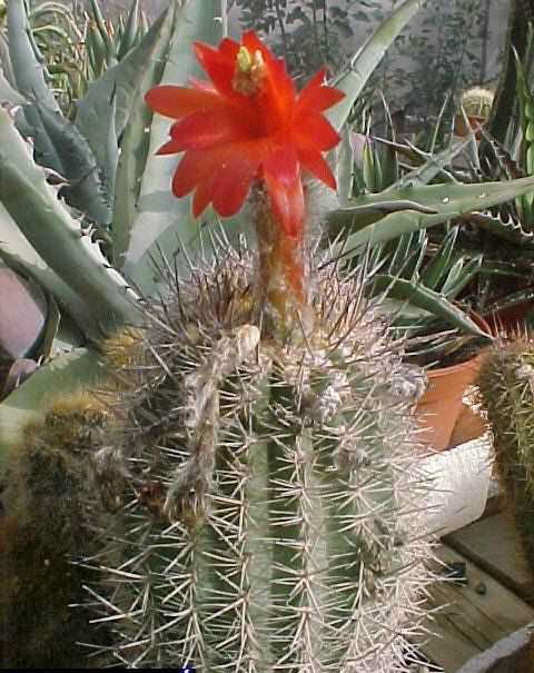 Borzicactus (Arequipa) rettigii (2)
