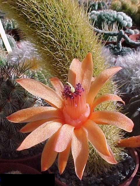 Borzicactus aureispinus (fl.)