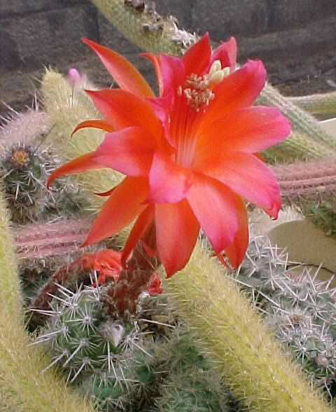 Borzicactus (Loxanthocereus) camanaensis (3)