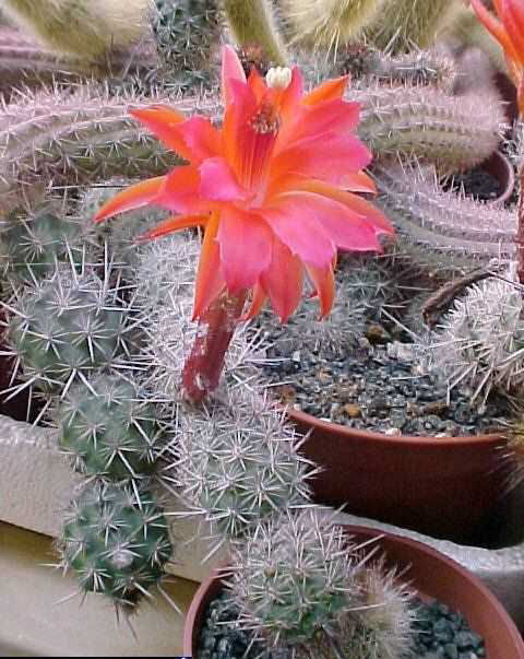 Borzicactus (Loxanthocereus) camanaensis (4)