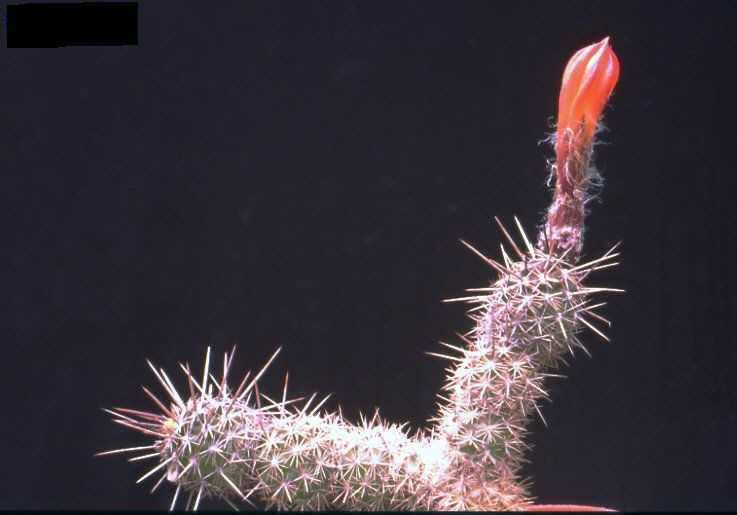 Borzicactus (Loxanthocereus) camanaensis