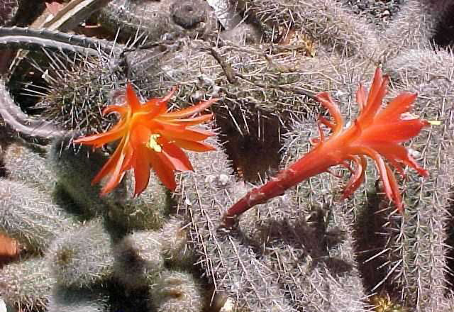 Borzicactus (Loxanthocereus) sextonianus (2)