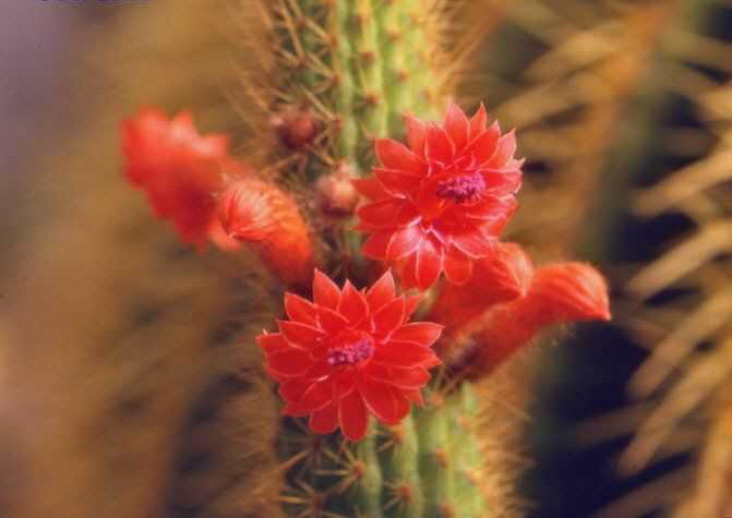 Borzicactus samaipatanus