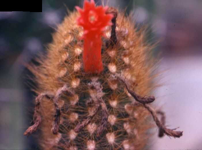 Borzicactus (Seticereus) humboldtii