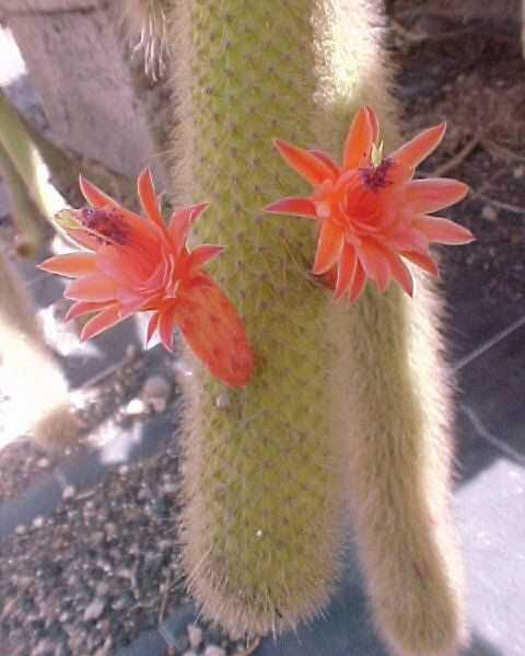 Borzicactus sp