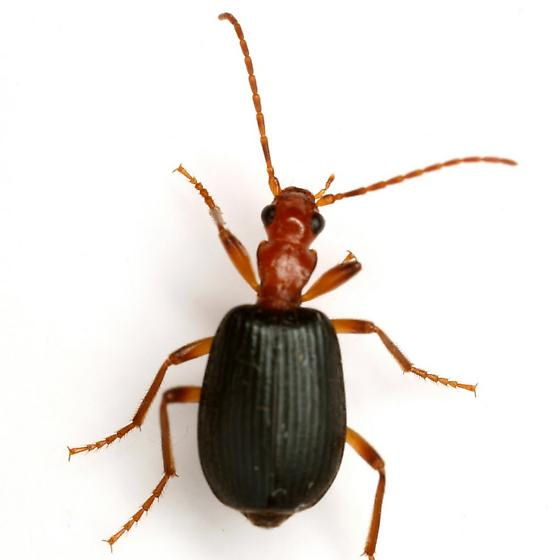 Brachinus adustipennis