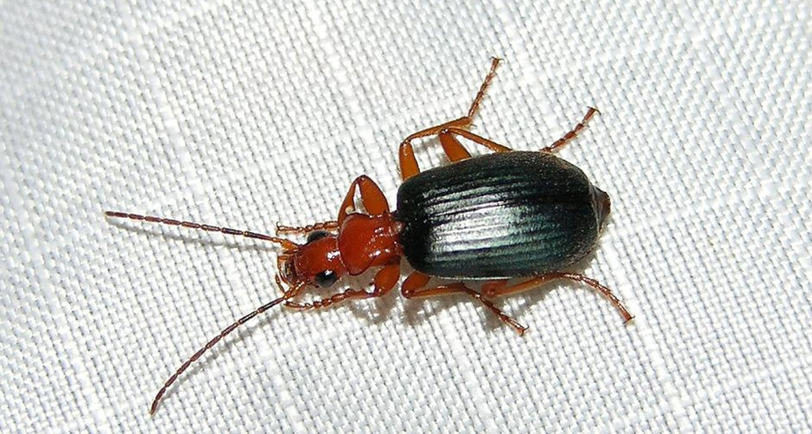 Brachinus albarracinus