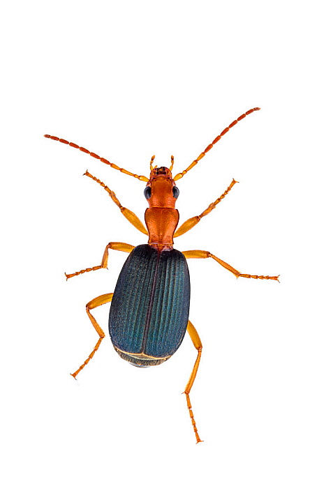 Brachinus alexandri