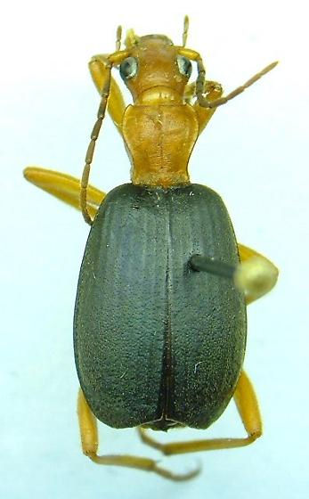 Brachinus alternans