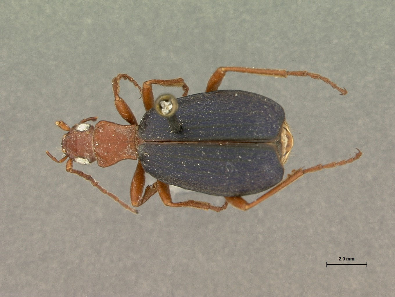 Brachinus americanus