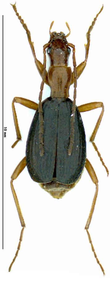 Brachinus angustatus