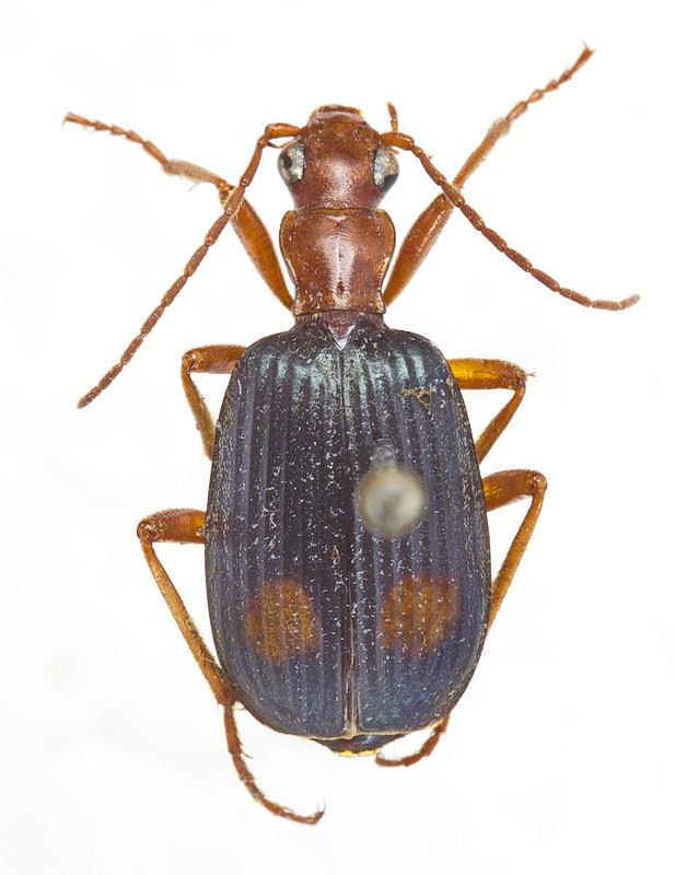 Brachinus bayardi