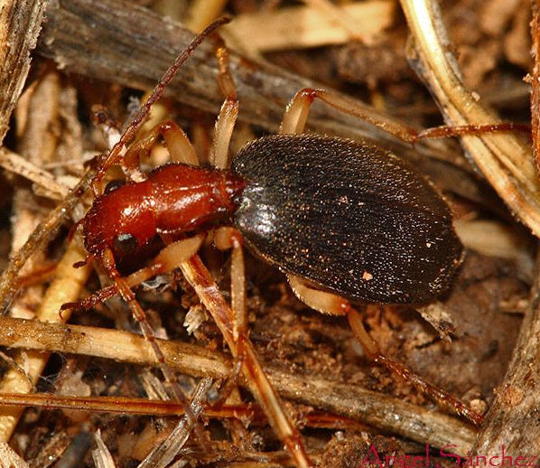 Brachinus bellicosus