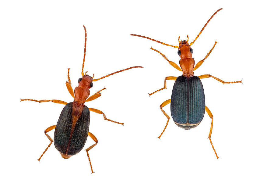 Brachinus berytensis