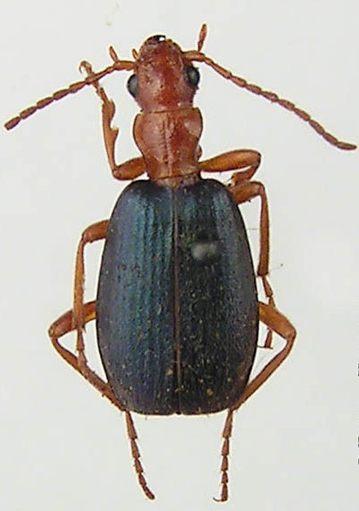 Brachinus brevicollis