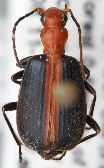 Brachinus cibolensis