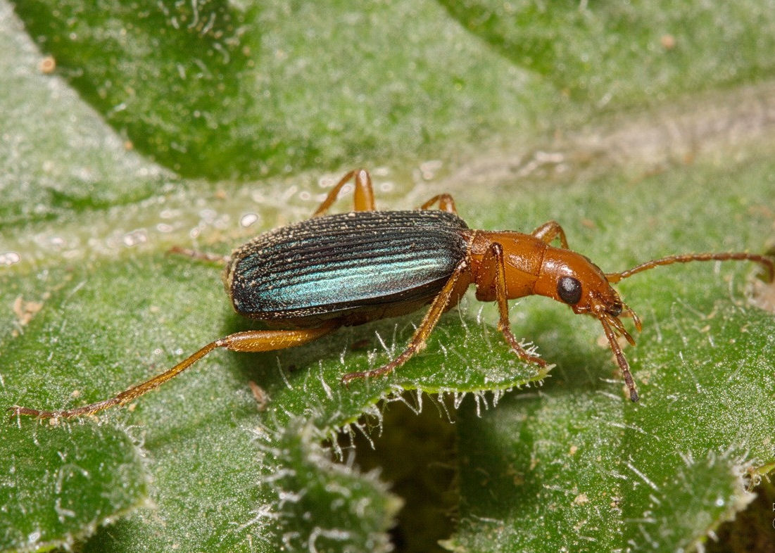 Brachinus costatulus