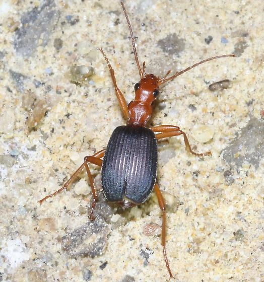 Brachinus costipennis