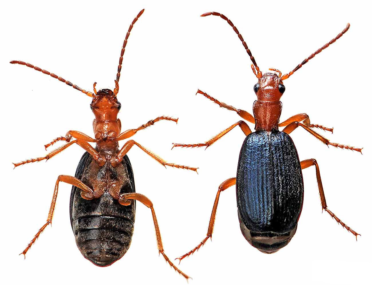 Brachinus crepitans