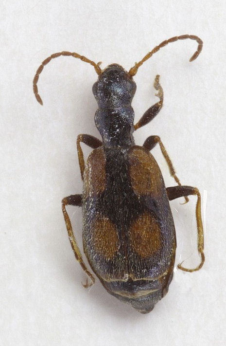 Brachinus cruciatus