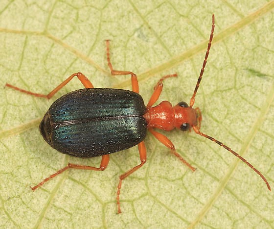 Brachinus cyanochroaticus