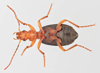 Brachinus discover