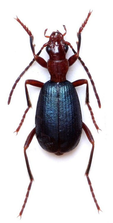 Brachinus efflans