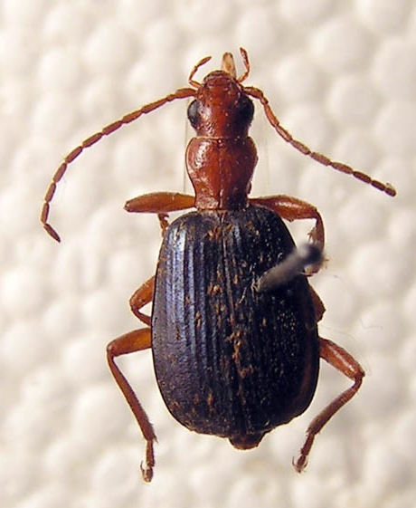 Brachinus ejaculans