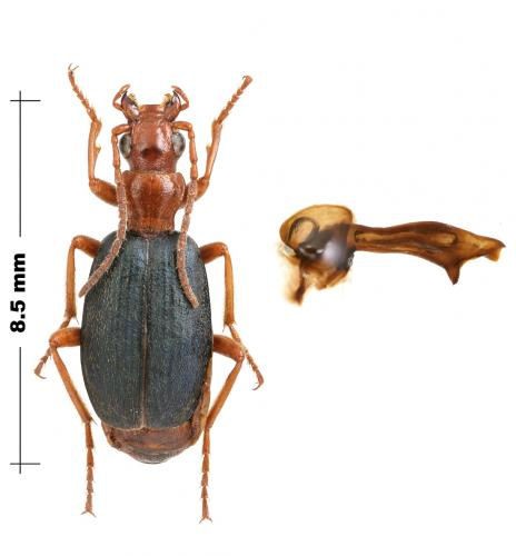 Brachinus elegans