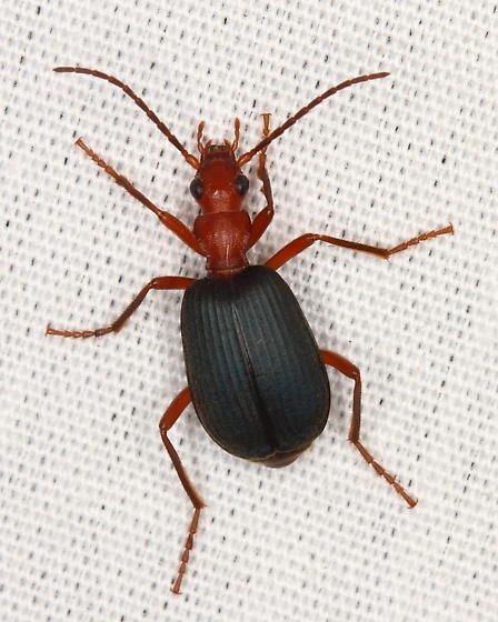 Brachinus elongatulus