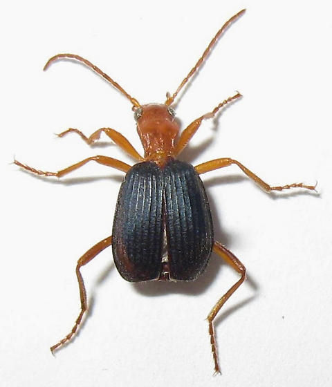 Brachinus favicollis