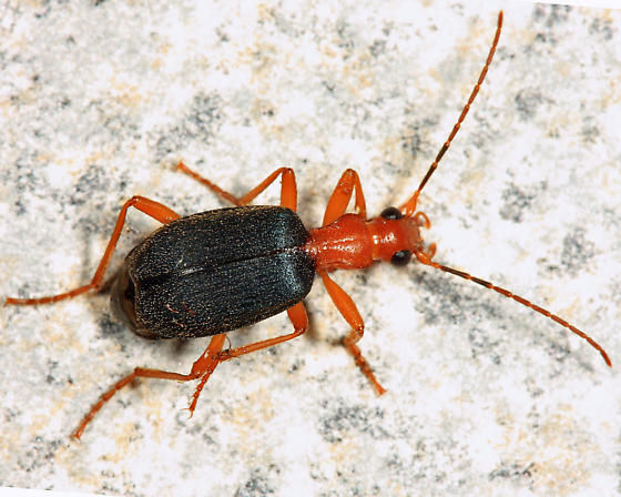 Brachinus fulminatus