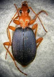 Brachinus fumans