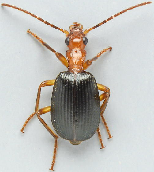 Brachinus geniculatus