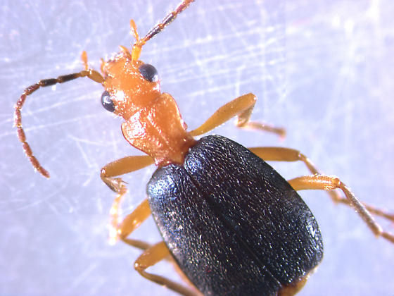 Brachinus imporcitis