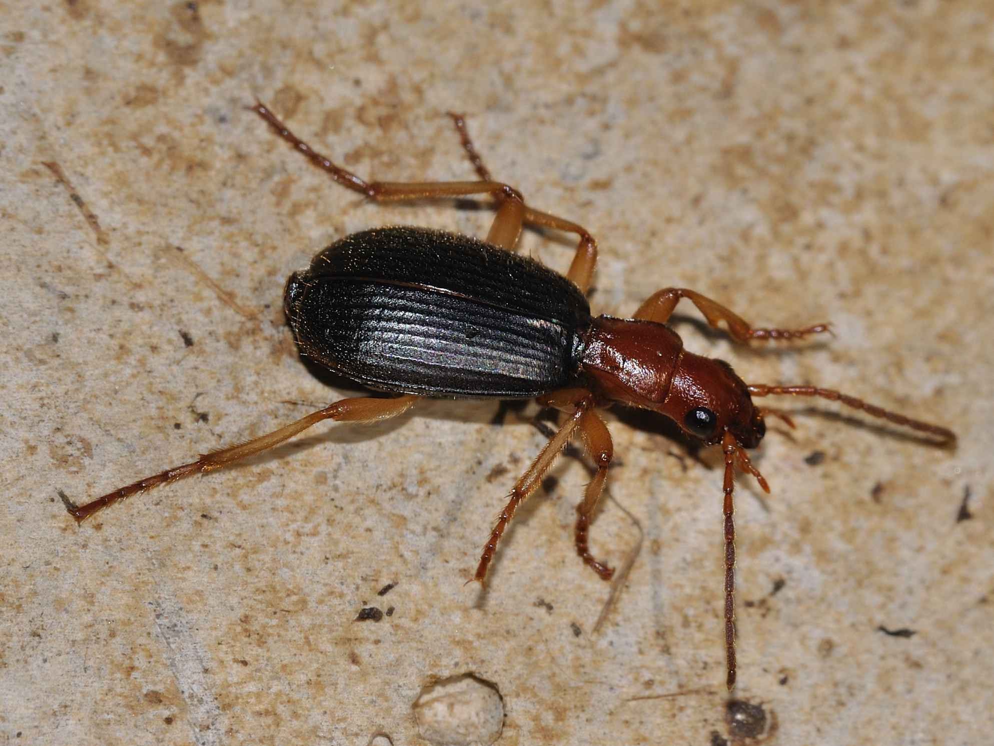 Brachinus italicus