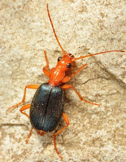 Brachinus janthinipennis