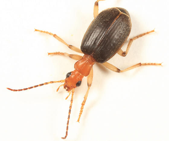 Brachinus lateralis