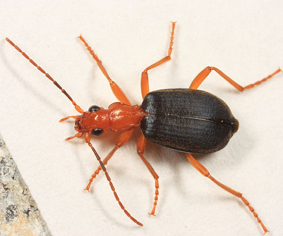 Brachinus medius