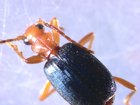 Brachinus mexicanus