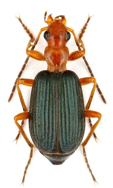 Brachinus nigricornis