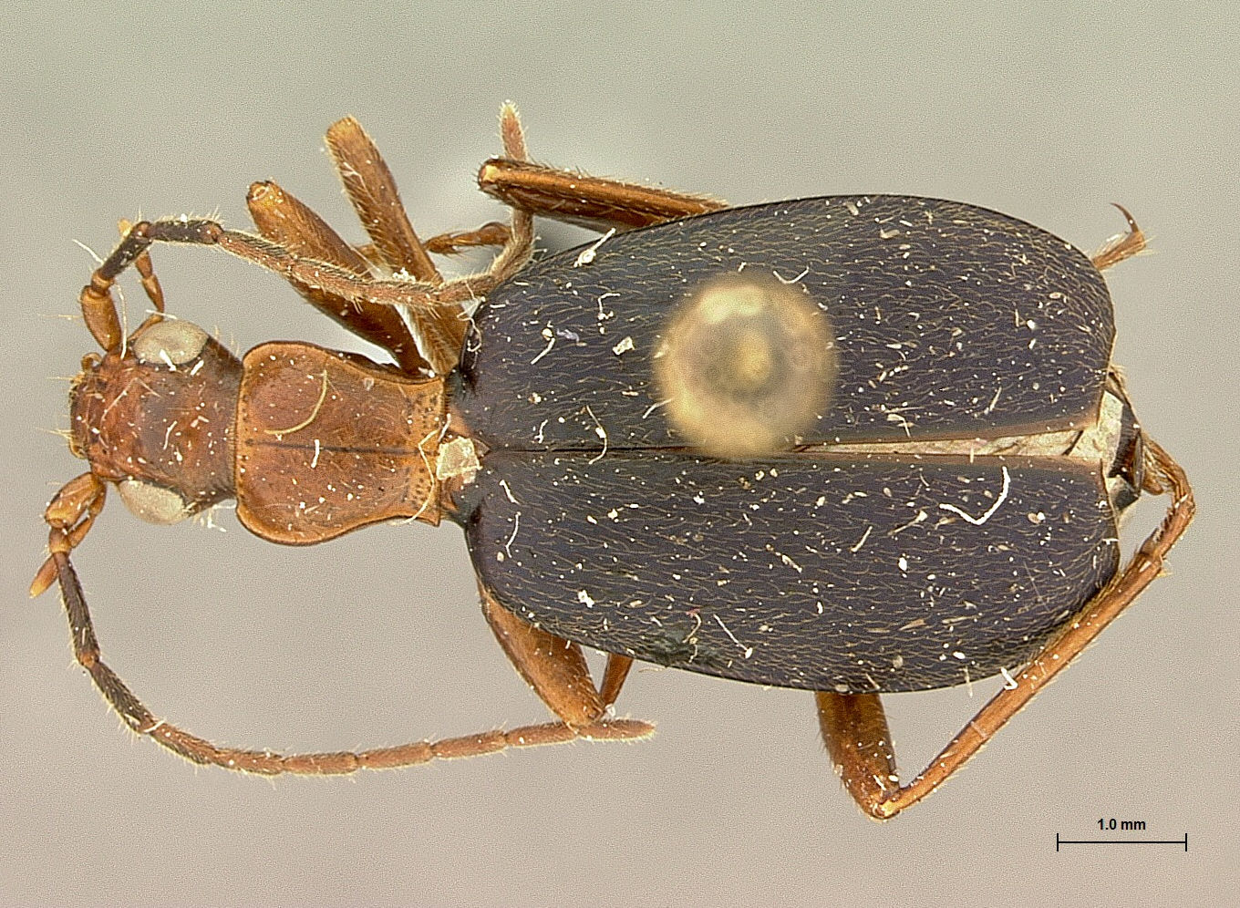 Brachinus oxygonus